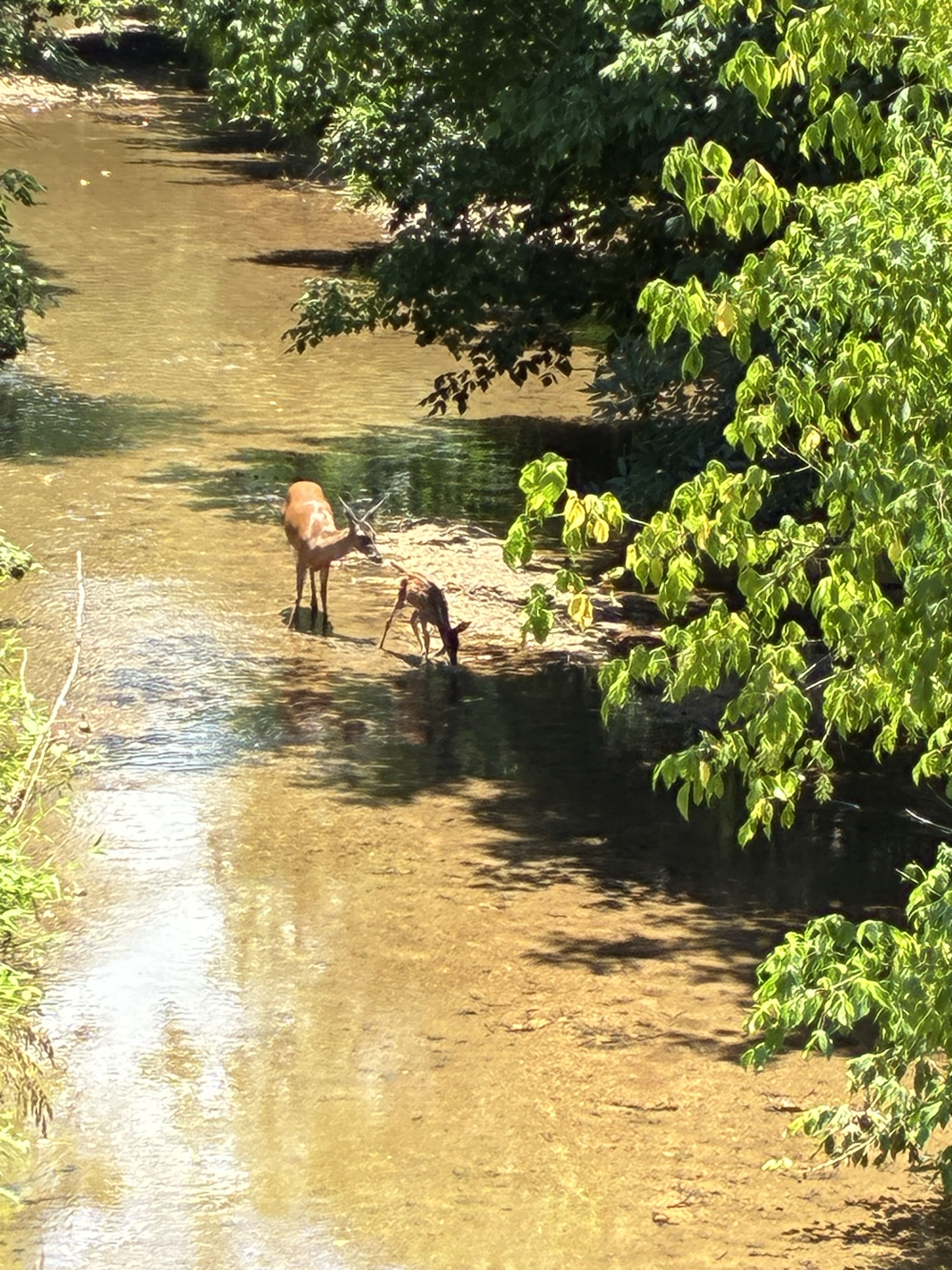 REPLACE: describe photo 1 of Linwood Springs Park (opens full-size image)
