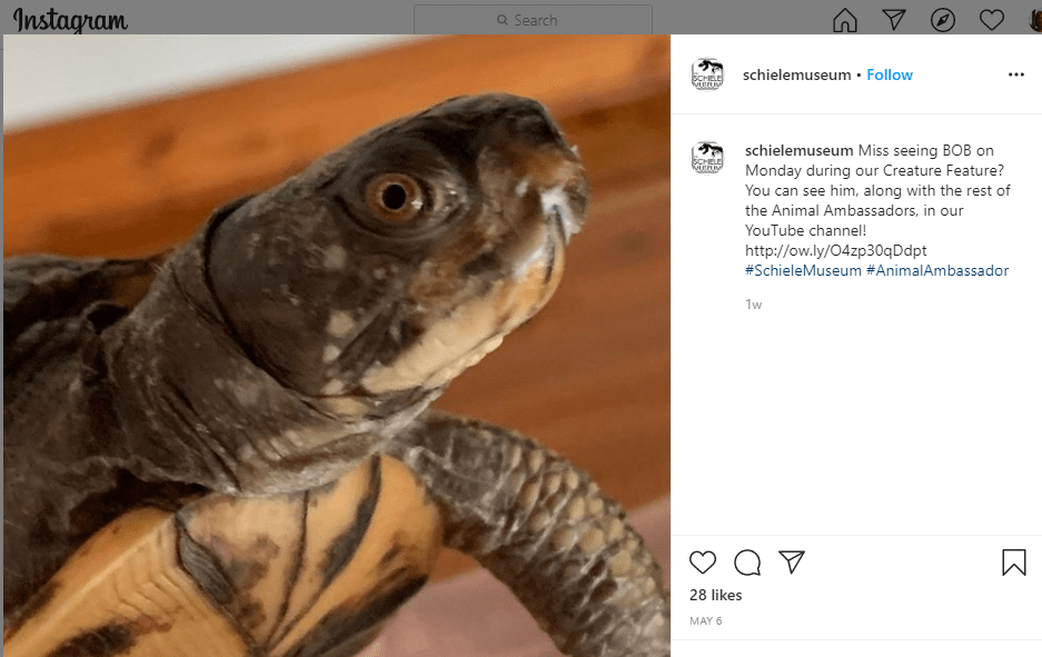 Bob the turtle