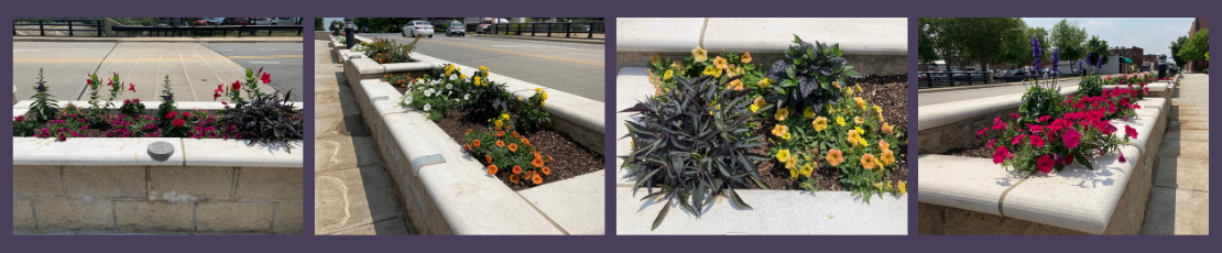 Horticulture   MLK May