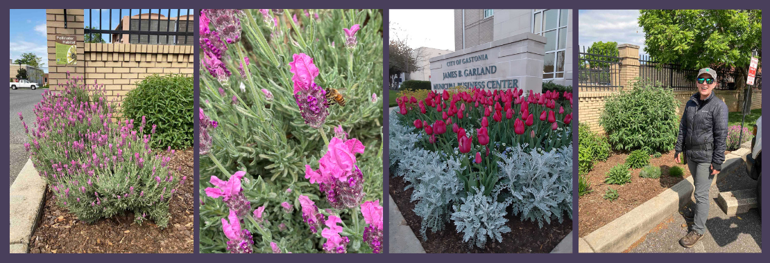 Horticulture   Pollinator