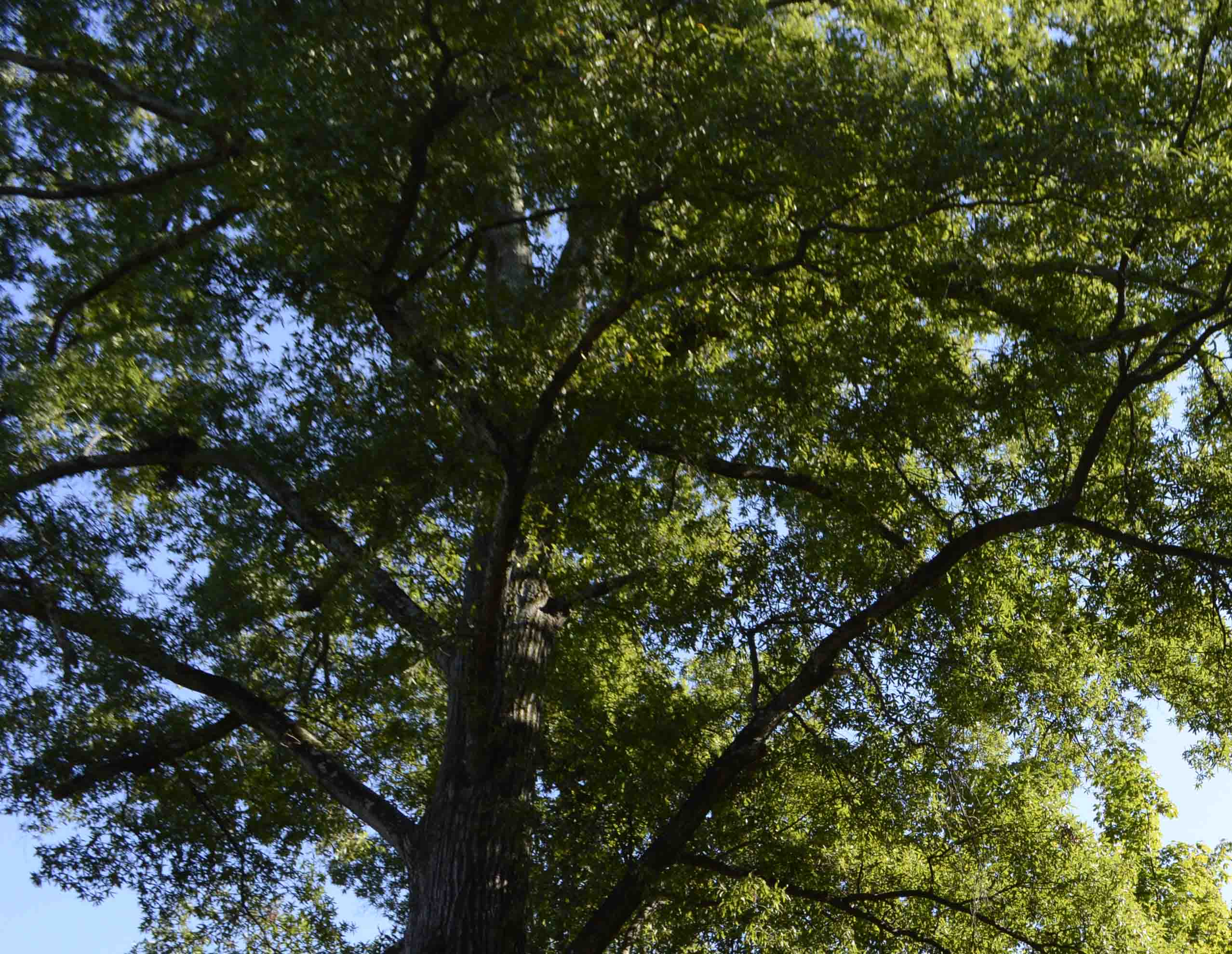 Tree beauty YCHD
